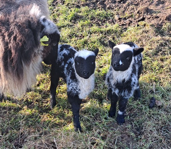 Écopaturage, 9ha, 60 animaux